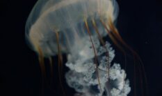 Derawan: Pesona Bawah Laut Kalimantan yang Memukau Hati Penjelajah