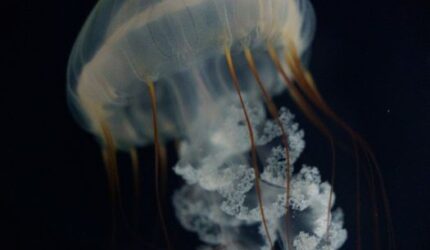 Derawan: Pesona Bawah Laut Kalimantan yang Memukau Hati Penjelajah