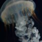 Pemandangan bawah laut Kepulauan Derawan dengan terumbu karang yang sehat dan beragam spesies ikan tropis, menawarkan surga bagi para penyelam dan _snorkeler_. Keindahan alam di sini memanggil setiap penjelajah untuk mengagumi kekayaan bahari Indonesia.