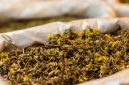 Akar kuning (Fibraurea tinctoria) yang baru dipanen, menampilkan warna kuning cerah yang menjadi ciri khasnya, siap diolah untuk berbagai keperluan pengobatan tradisional. Tanaman ini tumbuh subur di hutan tropis Kalimantan, menjadi simbol kekayaan hayati Indonesia yang menyimpan beragam khasiat.