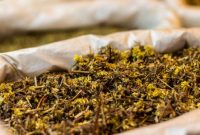 Akar kuning (Fibraurea tinctoria) yang baru dipanen, menampilkan warna kuning cerah yang menjadi ciri khasnya, siap diolah untuk berbagai keperluan pengobatan tradisional. Tanaman ini tumbuh subur di hutan tropis Kalimantan, menjadi simbol kekayaan hayati Indonesia yang menyimpan beragam khasiat.