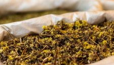 Akar kuning (Fibraurea tinctoria) yang baru dipanen, menampilkan warna kuning cerah yang menjadi ciri khasnya, siap diolah untuk berbagai keperluan pengobatan tradisional. Tanaman ini tumbuh subur di hutan tropis Kalimantan, menjadi simbol kekayaan hayati Indonesia yang menyimpan beragam khasiat.