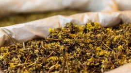 Akar kuning (Fibraurea tinctoria) yang baru dipanen, menampilkan warna kuning cerah yang menjadi ciri khasnya, siap diolah untuk berbagai keperluan pengobatan tradisional. Tanaman ini tumbuh subur di hutan tropis Kalimantan, menjadi simbol kekayaan hayati Indonesia yang menyimpan beragam khasiat.