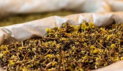 Akar Kuning: Rahasia Alam Kalimantan untuk Hati Sehat dan Daya Tahan Tubuh