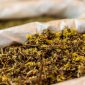 Akar kuning (Fibraurea tinctoria) yang baru dipanen, menampilkan warna kuning cerah yang menjadi ciri khasnya, siap diolah untuk berbagai keperluan pengobatan tradisional. Tanaman ini tumbuh subur di hutan tropis Kalimantan, menjadi simbol kekayaan hayati Indonesia yang menyimpan beragam khasiat.