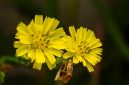 Akar kuning (Fibraurea tinctoria) yang baru dipanen, menampilkan warna kuning cerah khasnya yang menjadi indikator kandungan senyawa aktif berkhasiat. Tanaman ini merupakan bagian integral dari pengobatan tradisional di pedalaman Kalimantan.