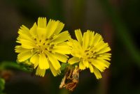 Akar kuning (Fibraurea tinctoria) yang baru dipanen, menampilkan warna kuning cerah khasnya yang menjadi indikator kandungan senyawa aktif berkhasiat. Tanaman ini merupakan bagian integral dari pengobatan tradisional di pedalaman Kalimantan.