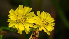 Akar kuning (Fibraurea tinctoria) yang baru dipanen, menampilkan warna kuning cerah khasnya yang menjadi indikator kandungan senyawa aktif berkhasiat. Tanaman ini merupakan bagian integral dari pengobatan tradisional di pedalaman Kalimantan.