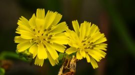 Akar kuning (Fibraurea tinctoria) yang baru dipanen, menampilkan warna kuning cerah khasnya yang menjadi indikator kandungan senyawa aktif berkhasiat. Tanaman ini merupakan bagian integral dari pengobatan tradisional di pedalaman Kalimantan.