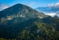 Pemandangan puncak Gunung Lumut di Kalimantan Tengah, menampilkan hamparan hutan tropis yang diselimuti lumut tebal, menciptakan suasana magis dan misterius. Kabut tipis menyelimuti pepohonan, menambah keindahan alam yang masih sangat alami dan perawan ini.