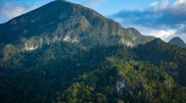 Pemandangan puncak Gunung Lumut di Kalimantan Tengah, menampilkan hamparan hutan tropis yang diselimuti lumut tebal, menciptakan suasana magis dan misterius. Kabut tipis menyelimuti pepohonan, menambah keindahan alam yang masih sangat alami dan perawan ini.
