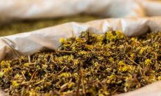 Menggali Rahasia Ramuan Herbal Kutai: Warisan Leluhur untuk Kesehatan Modern