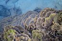 Pemandangan udara Kepulauan Derawan yang menakjubkan, memperlihatkan gugusan pulau berpasir putih dan laut biru jernih yang menjadi rumah bagi keanekaragaman hayati laut yang melimpah. Formasi terumbu karang yang sehat dan berwarna-warni di perairan Derawan menawarkan pemandangan bawah laut yang tak terlupakan bagi setiap penyelam.