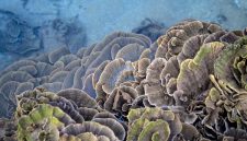 Pemandangan udara Kepulauan Derawan yang menakjubkan, memperlihatkan gugusan pulau berpasir putih dan laut biru jernih yang menjadi rumah bagi keanekaragaman hayati laut yang melimpah. Formasi terumbu karang yang sehat dan berwarna-warni di perairan Derawan menawarkan pemandangan bawah laut yang tak terlupakan bagi setiap penyelam.