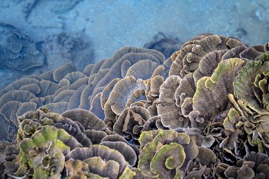 Pemandangan udara Kepulauan Derawan yang menakjubkan, memperlihatkan gugusan pulau berpasir putih dan laut biru jernih yang menjadi rumah bagi keanekaragaman hayati laut yang melimpah. Formasi terumbu karang yang sehat dan berwarna-warni di perairan Derawan menawarkan pemandangan bawah laut yang tak terlupakan bagi setiap penyelam.
