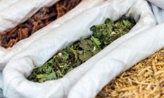 Menguak Warisan Resep Herbal Dayak: Kekuatan Alam dari Rimba Kalimantan